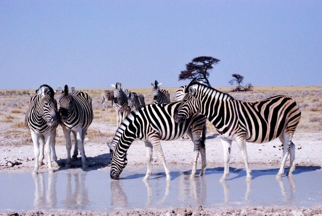 zebras in the etosha